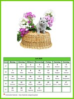 Juli 2025 Kalender der Serie „Katzen“