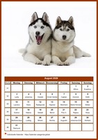 August Kalender der Serie „Hunde“
