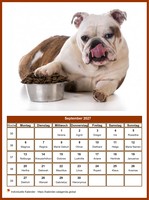 September 2027 Kalender der Serie „Hunde“